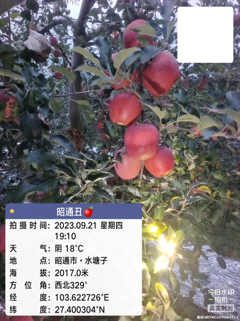 云南昭通丑苹果，口感脆甜多汁，每天现摘现发！一件代发！