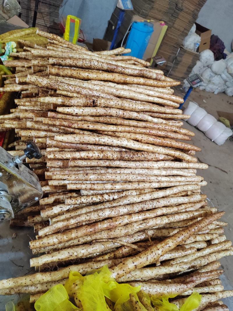 【实力推荐】小白嘴精品3斤装，产地直发一手货源