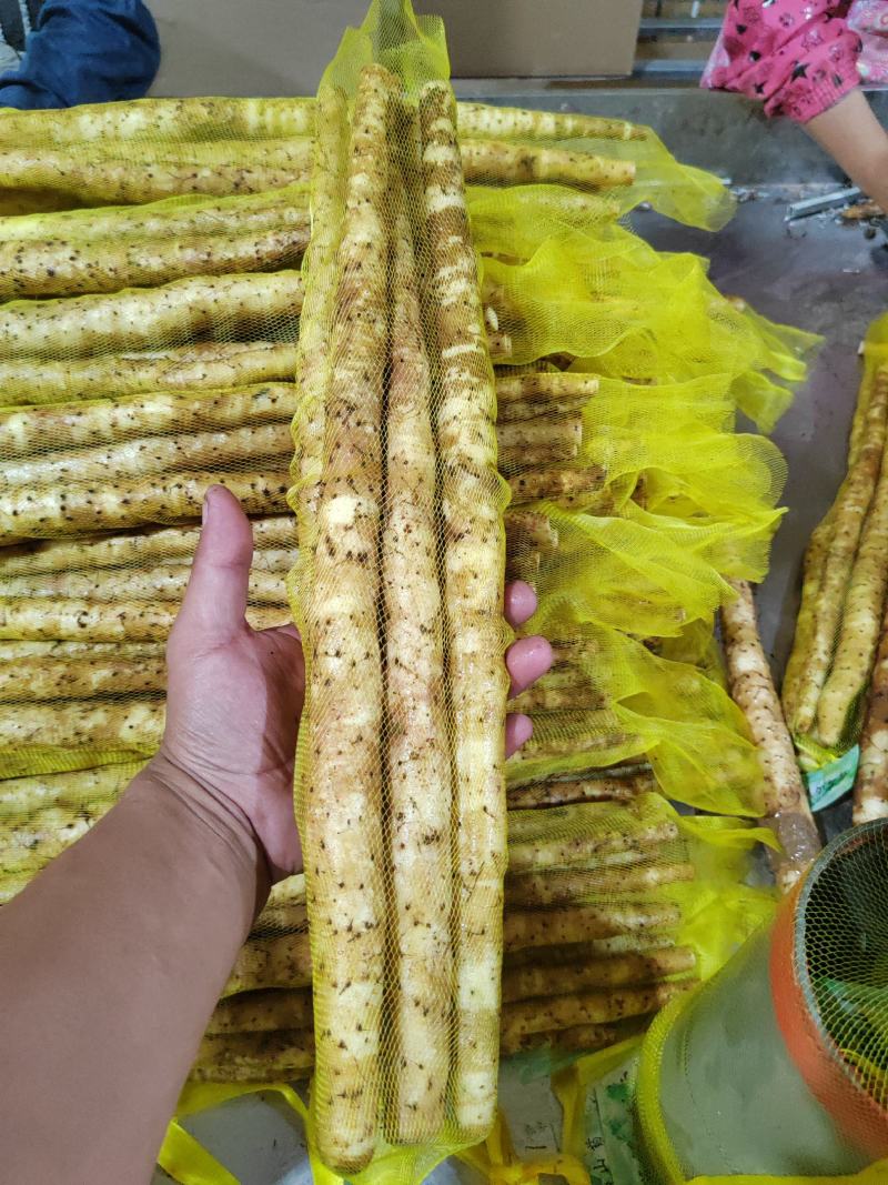 【实力推荐】小白嘴精品3斤装，产地直发一手货源