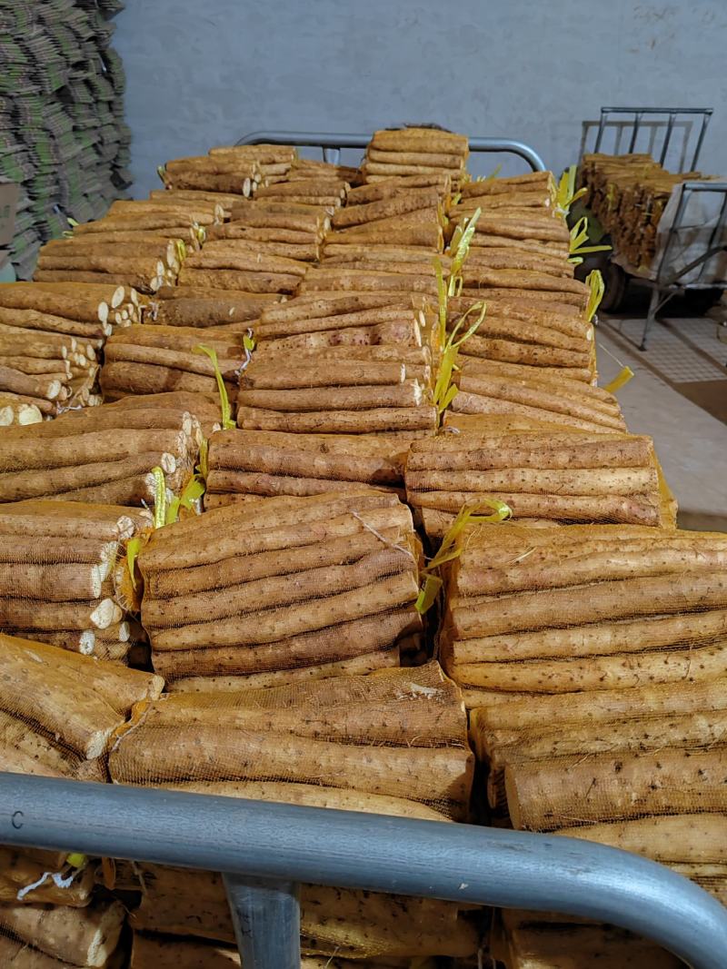 【精品推荐】普通白嘴5斤装网袋，量大从优代发全国各地