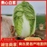夏邑县黄心白菜大量供应泡菜厂、酸菜厂、蔬菜批发市场超市。
