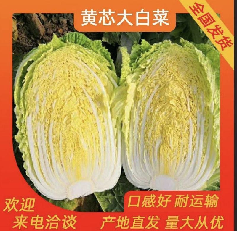 夏邑县黄心白菜大量供应泡菜厂、酸菜厂、蔬菜批发市场超市。