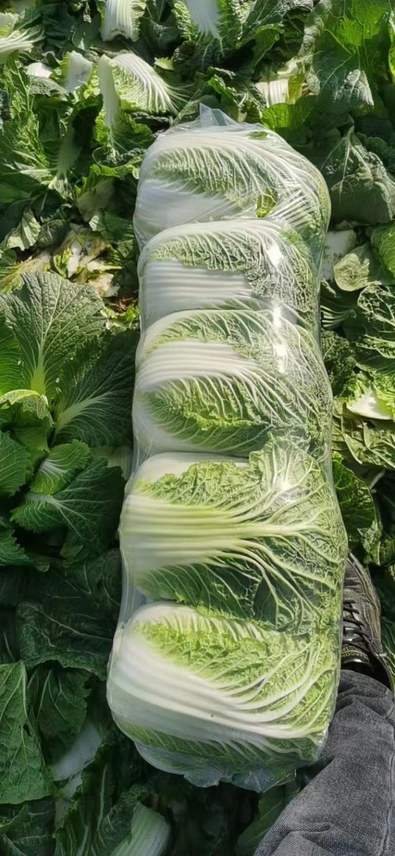 夏邑县黄心白菜大量供应泡菜厂、酸菜厂、蔬菜批发市场超市。