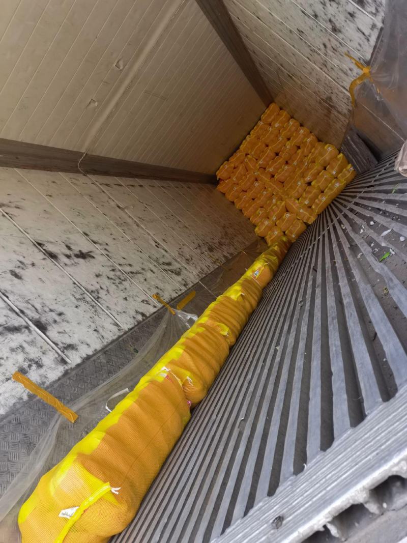 夏邑县黄心白菜大量供应泡菜厂、酸菜厂、蔬菜批发市场超市。