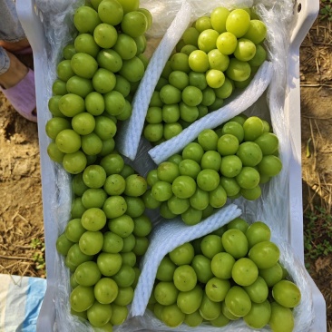 阳光玫瑰