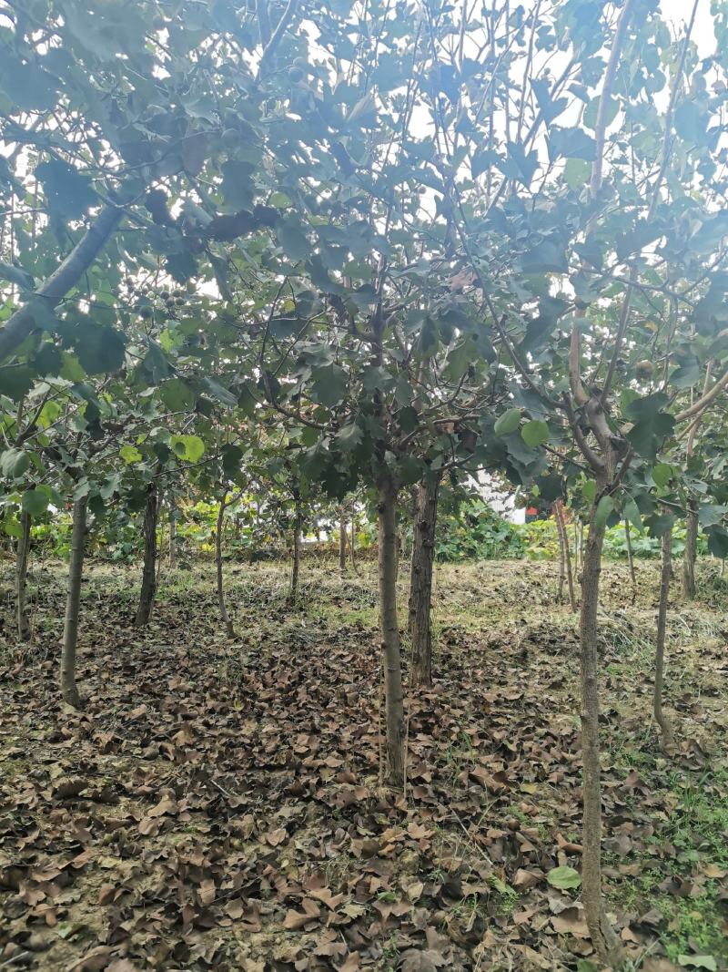 批发山楂树（2~6公分）