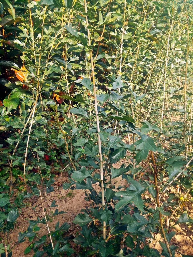 批发山楂树（2~6公分）