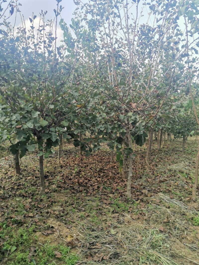批发山楂树（2~6公分）