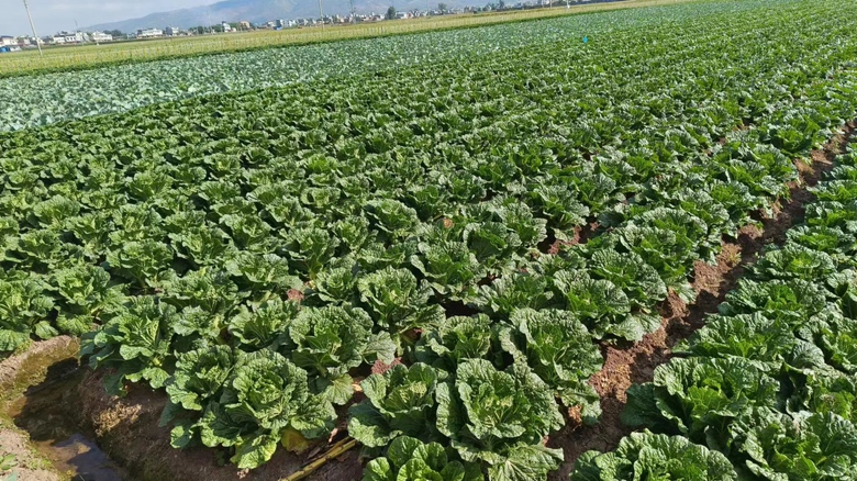 从空中俯瞰一片整齐划一的白菜种植基地,呈现出现代农业的规模化特征 白菜种植基地航拍图