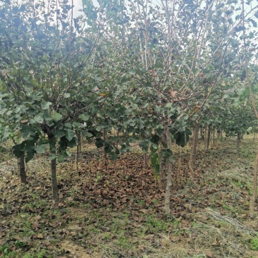 批发山楂树（2~6公分）