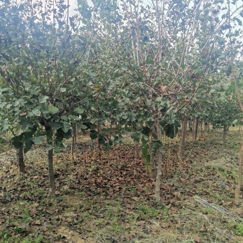 批发山楂树（2~6公分）