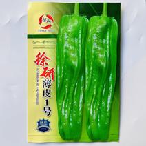 徐研1号薄皮椒种子大果高产春秋播种黄绿薄皮大椒蔬菜