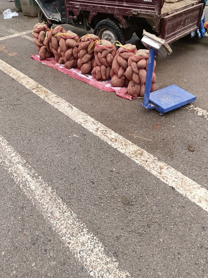龙薯九号