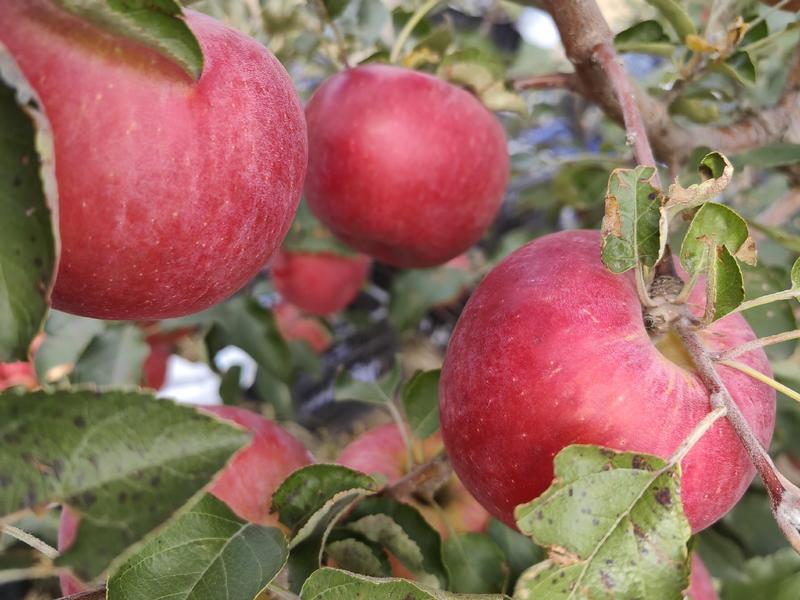 内蒙古有机苹果，寒富苹果品无农药品质保证口感脆甜欢迎选购