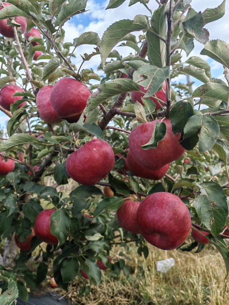 内蒙古有机苹果，寒富苹果品无农药品质保证口感脆甜欢迎选购