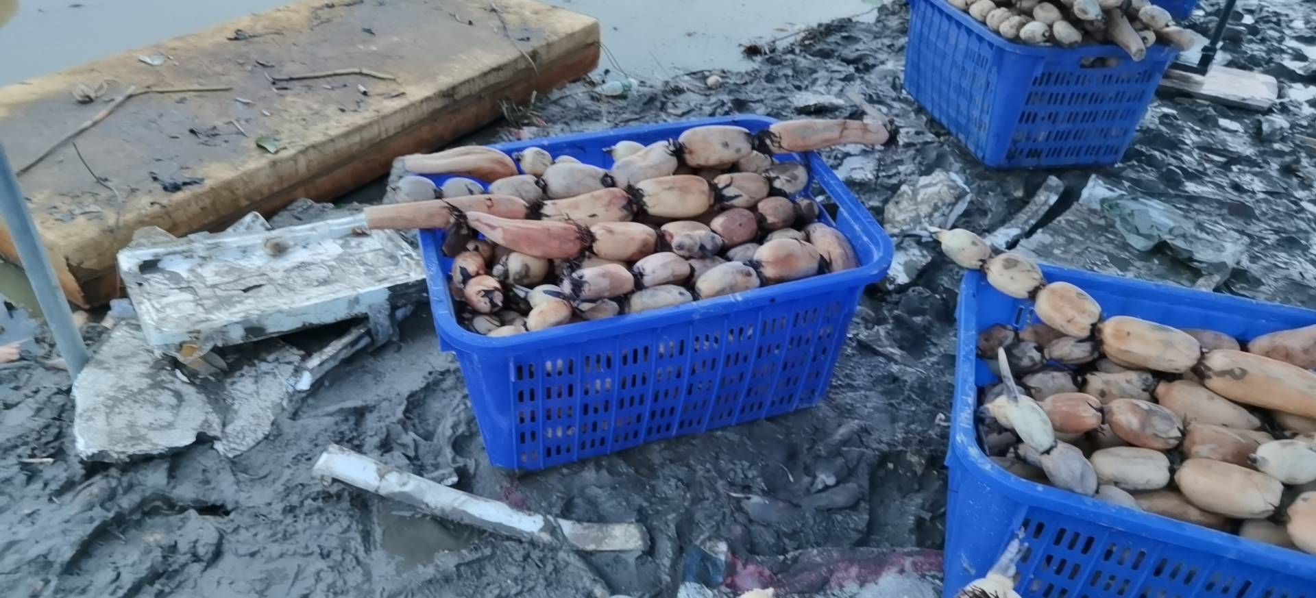 现代化农产品加工车间内,工人正在对新鲜白莲蒿进行流水线清洗、分级和真空封装,设备洁净,操作规范,包装盒上印有‘有机认证’‘产地溯源二维码’等标识 白莲蒿加工车间场景