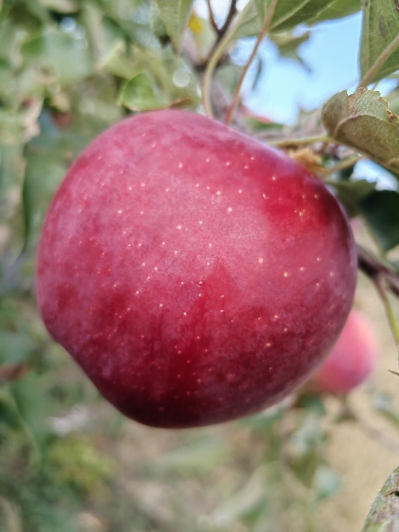 内蒙古健康有机苹果寒富苹果无化肥无农药，现摘现发脆甜多汁