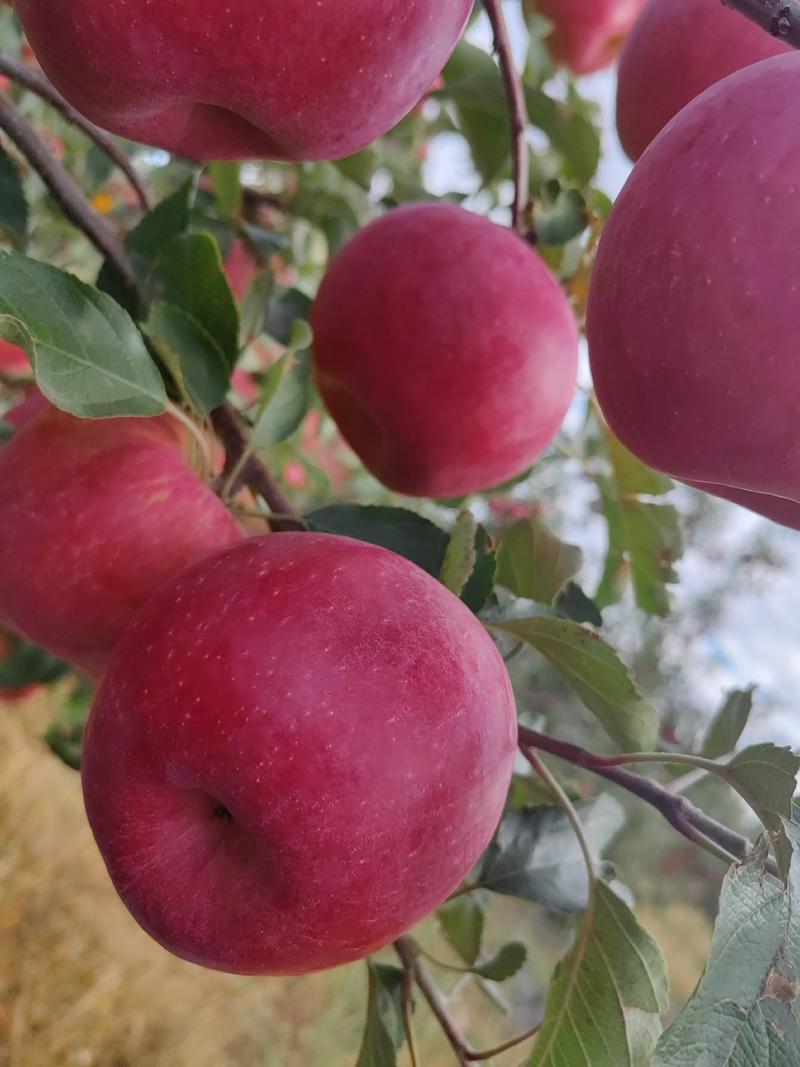 内蒙古健康有机苹果寒富苹果无化肥无农药，现摘现发脆甜多汁