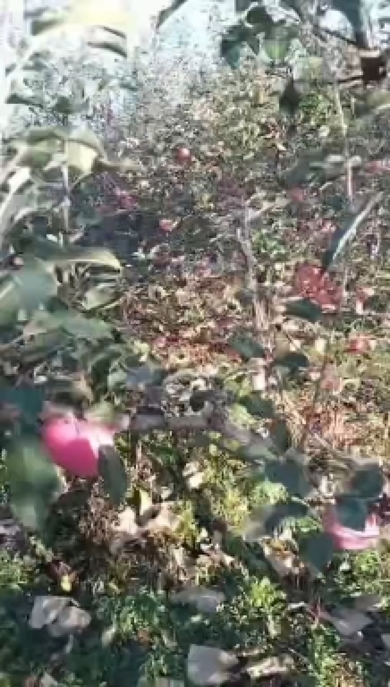 辽宁寒富苹果上市