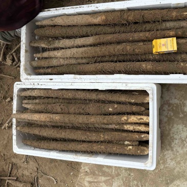 河北精品双棒山药口感粉糯，质优价廉，货量充足，欢迎咨询