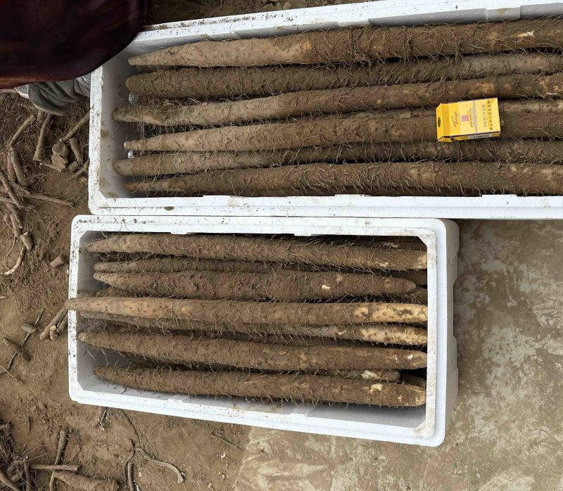 河北精品双棒山药口感粉糯，质优价廉，货量充足，欢迎咨询