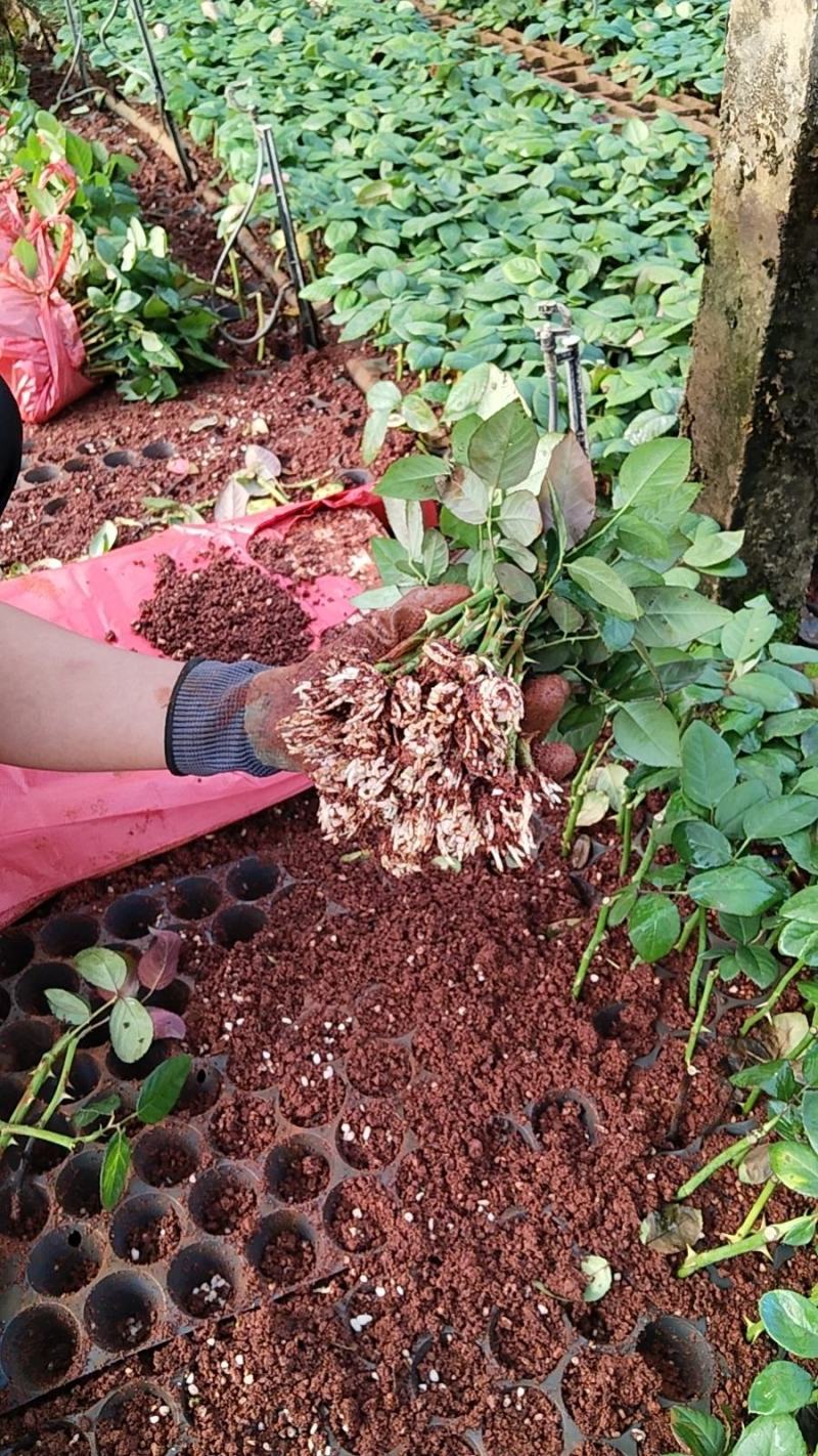 【云南昆明】玫瑰花苗，根须发达成活率高基地直发欢迎咨询