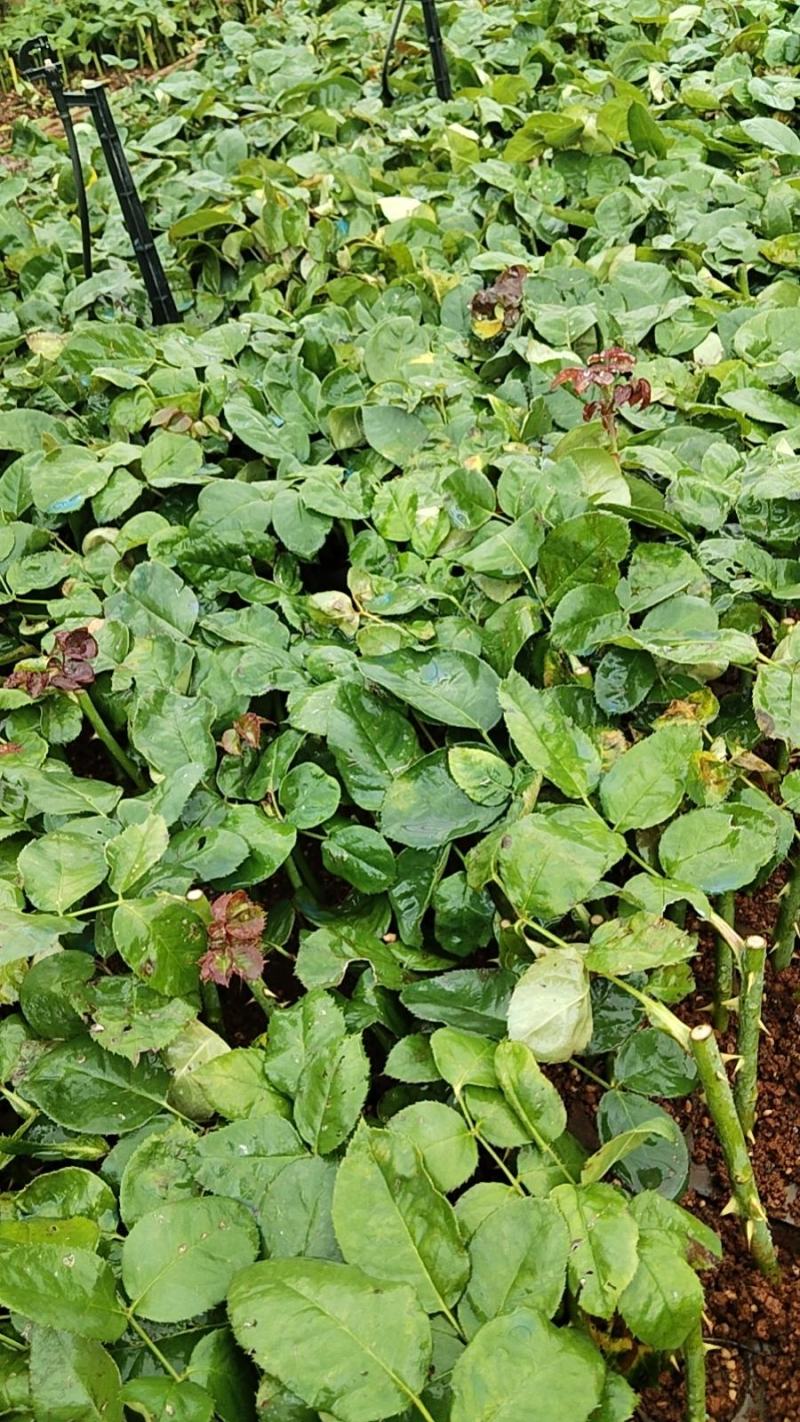 【云南昆明】玫瑰花苗，根须发达成活率高基地直发欢迎咨询