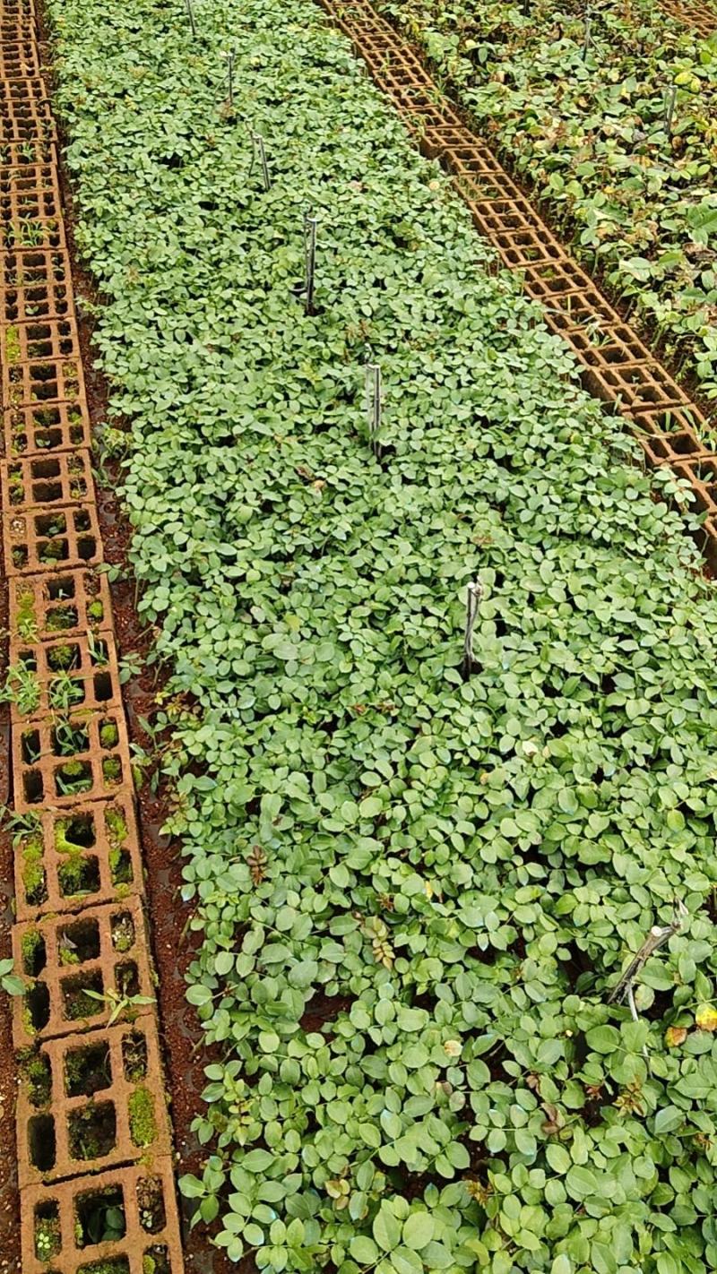 【云南昆明】玫瑰花苗，根须发达成活率高基地直发欢迎咨询