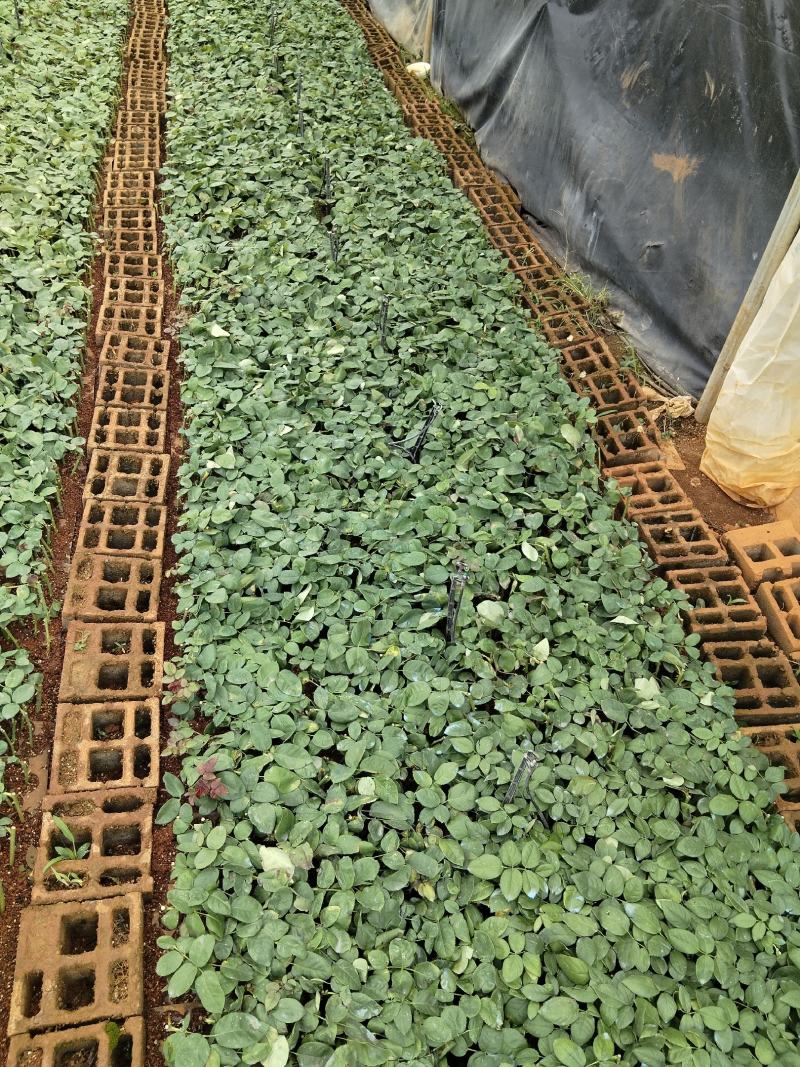 【云南昆明】玫瑰花苗，根须发达成活率高基地直发欢迎咨询