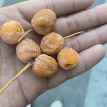 银杏果