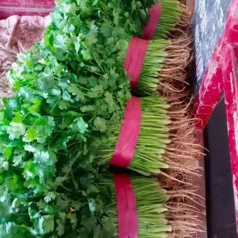 河南精品大叶香菜产地根粗叶绿品质保证货源稳定