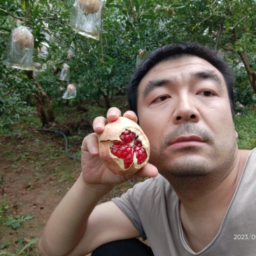 临潼自家种裂口石榴大量上市