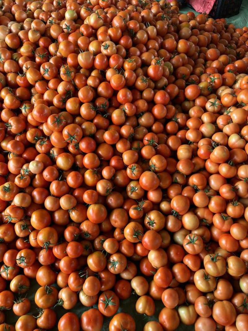 云南红河番茄西红柿货源充足全国发货欢迎致电订购