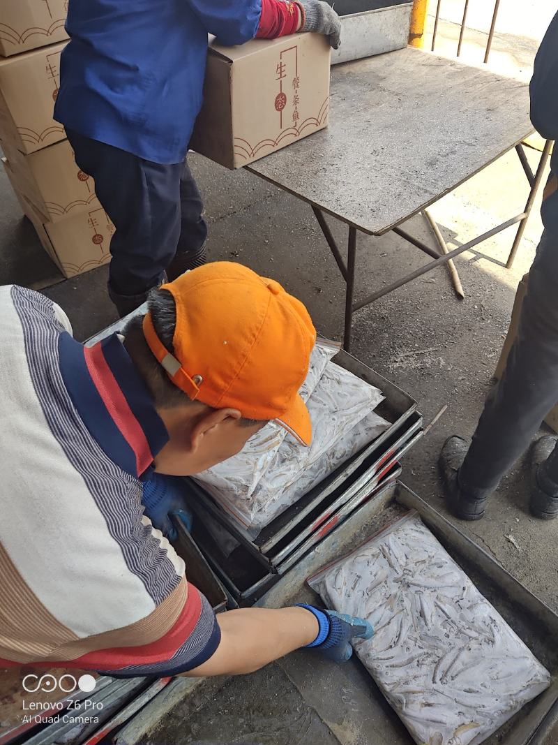 冷冻白条鱼开肚白条鱼8-10公分冻板白条鱼处理加工
