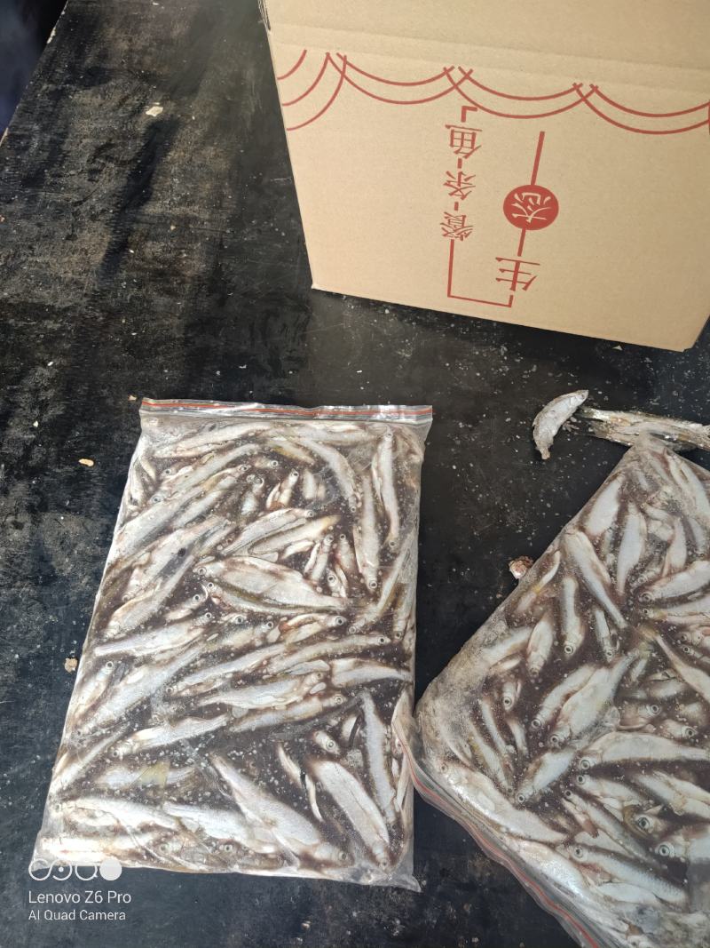 冷冻白条鱼开肚白条鱼8-10公分冻板白条鱼处理加工