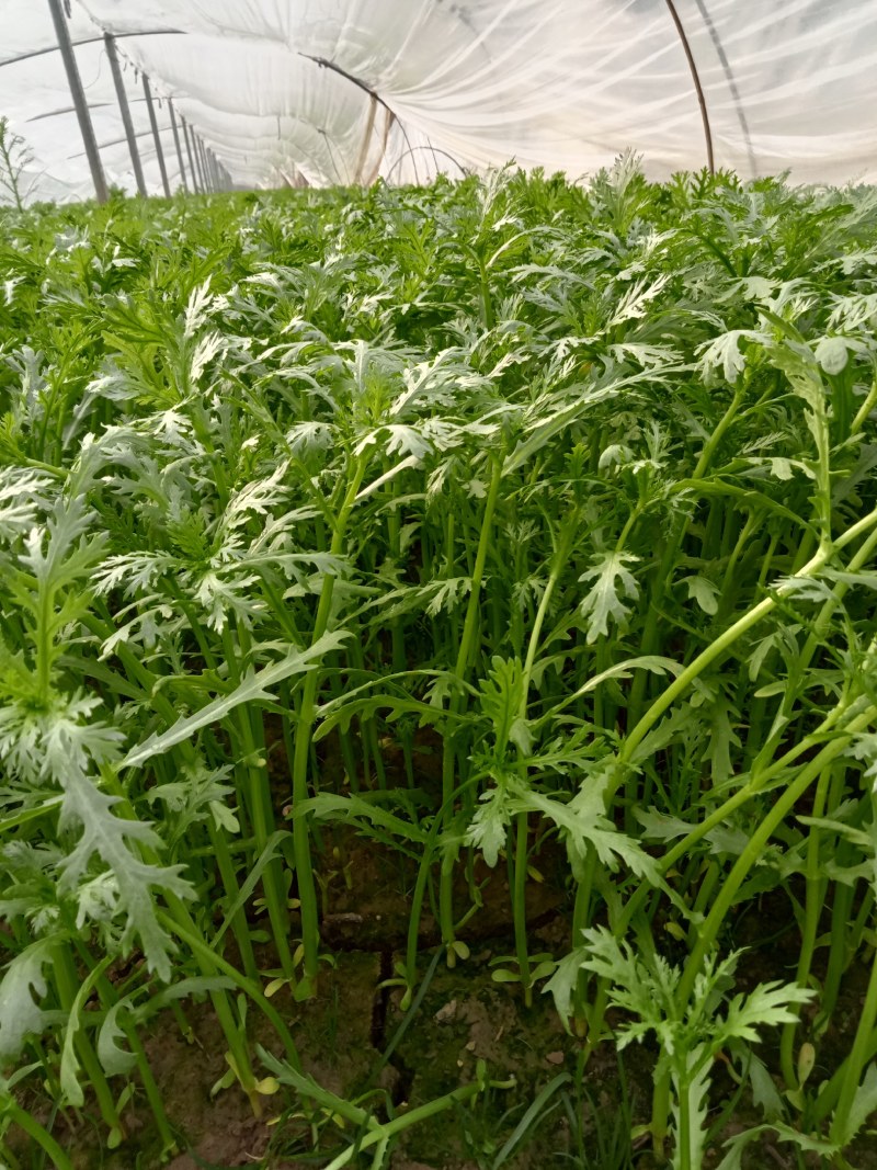 精品小叶茼蒿