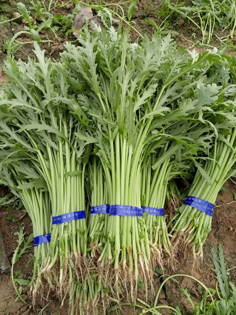 精品小叶茼蒿