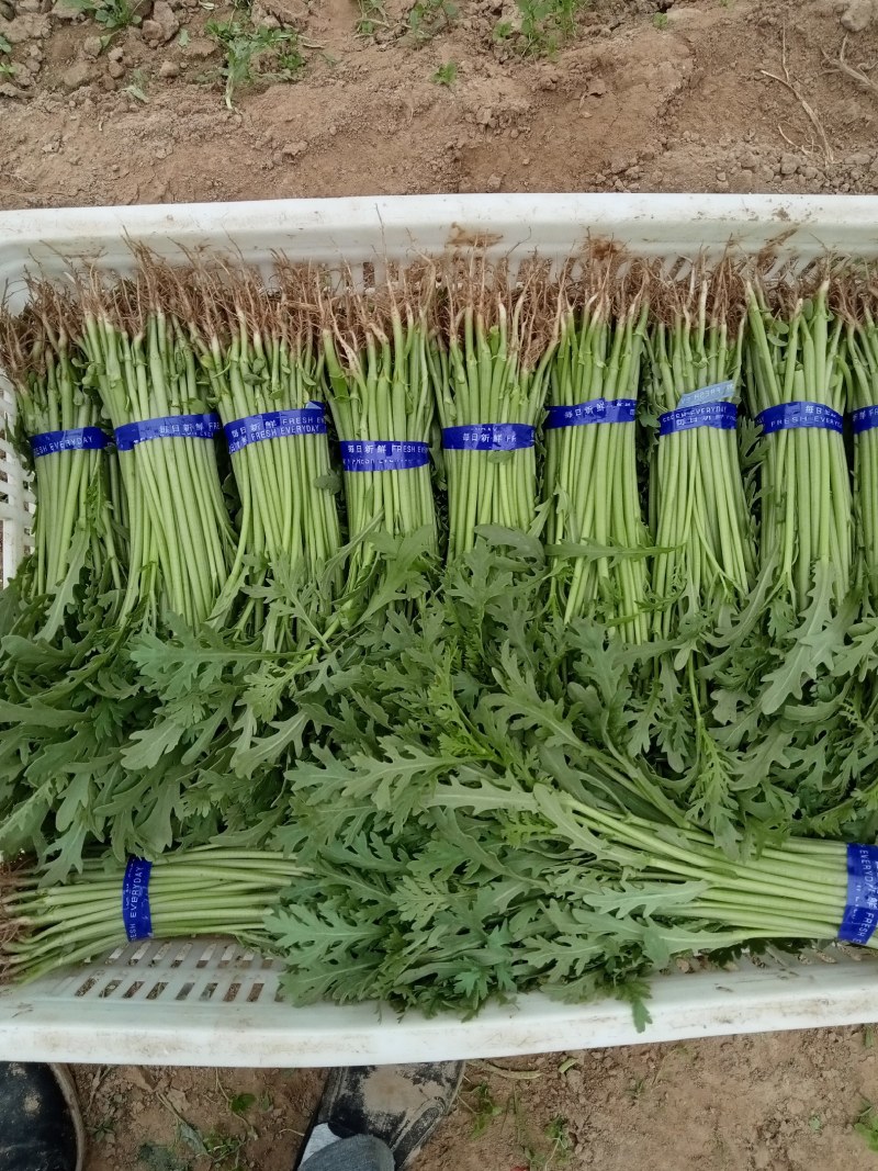 精品小叶茼蒿