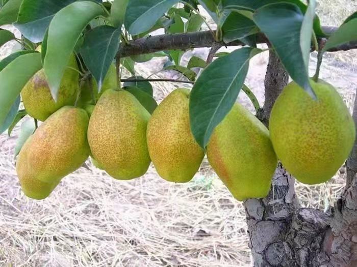 丰水梨蛋糕成品图