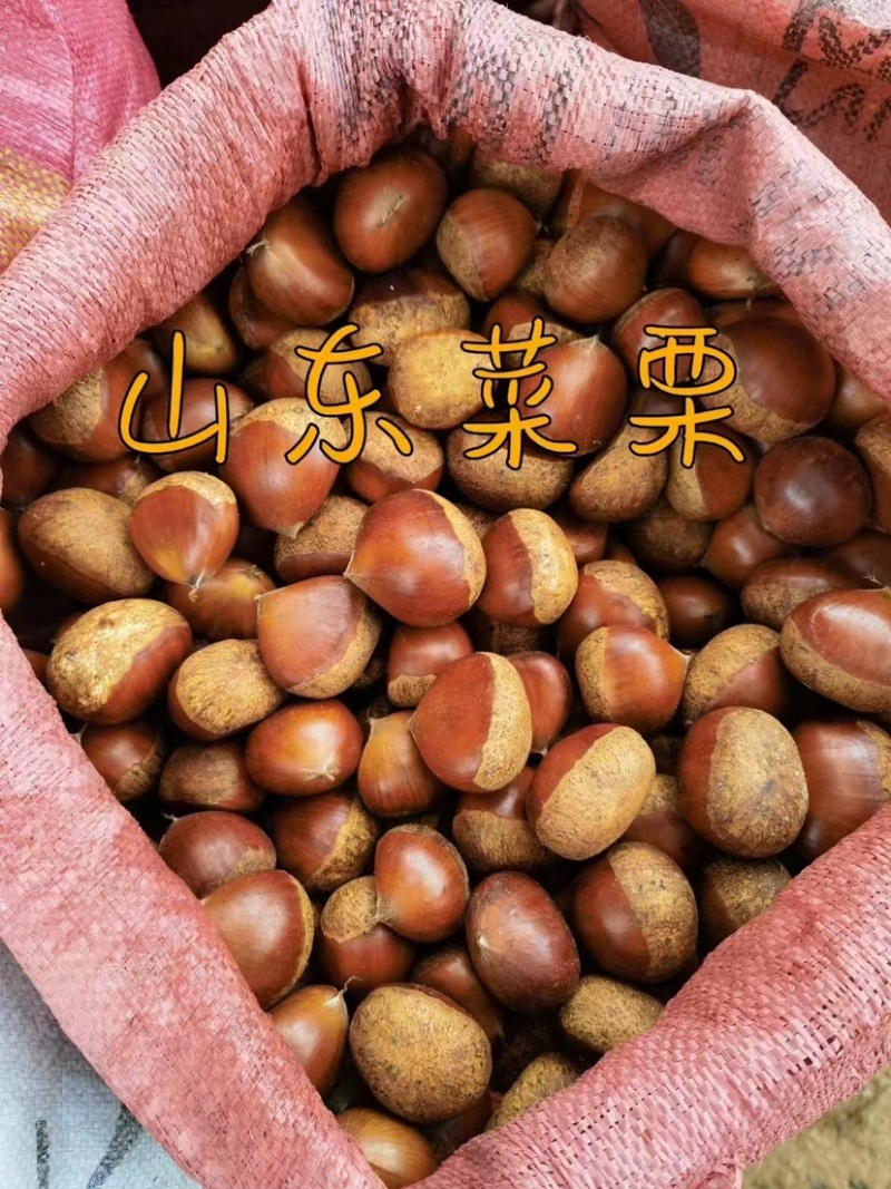野生板栗油板栗山东菜栗货源充足量大从优价格优惠
