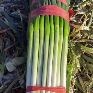 毛货0.2毛净葱0.4毛