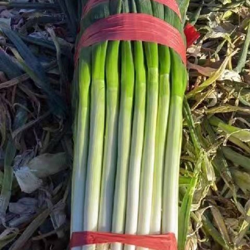 毛货0.2毛净葱0.4毛
