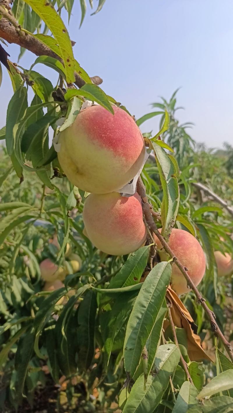 山东莒县金秋红蜜映霜红秋彤永连密北京八号四号等红桃
