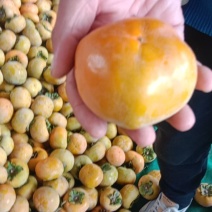 山西运城临猗县露天阳丰甜柿子大量现货上市