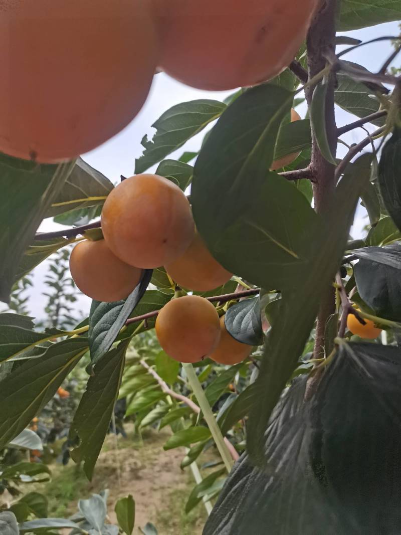 火葫芦柿子大量上市，个头大颜色亮，口感甜耐运输，货源充足