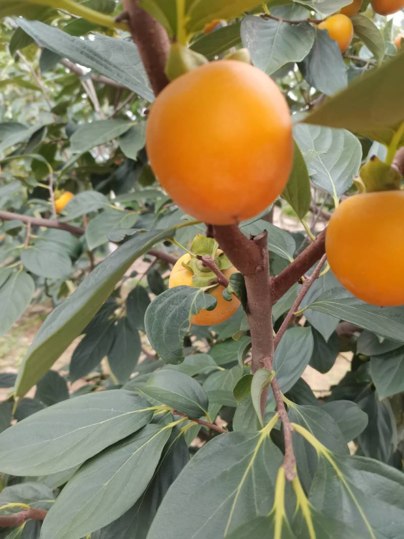 火葫芦柿子大量上市，个头大颜色亮，口感甜耐运输，货源充足