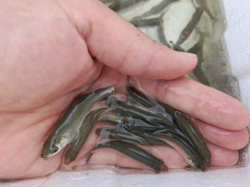 赤眼鳟鱼苗，产地直发，品质保证，欢迎选购，可视频看货