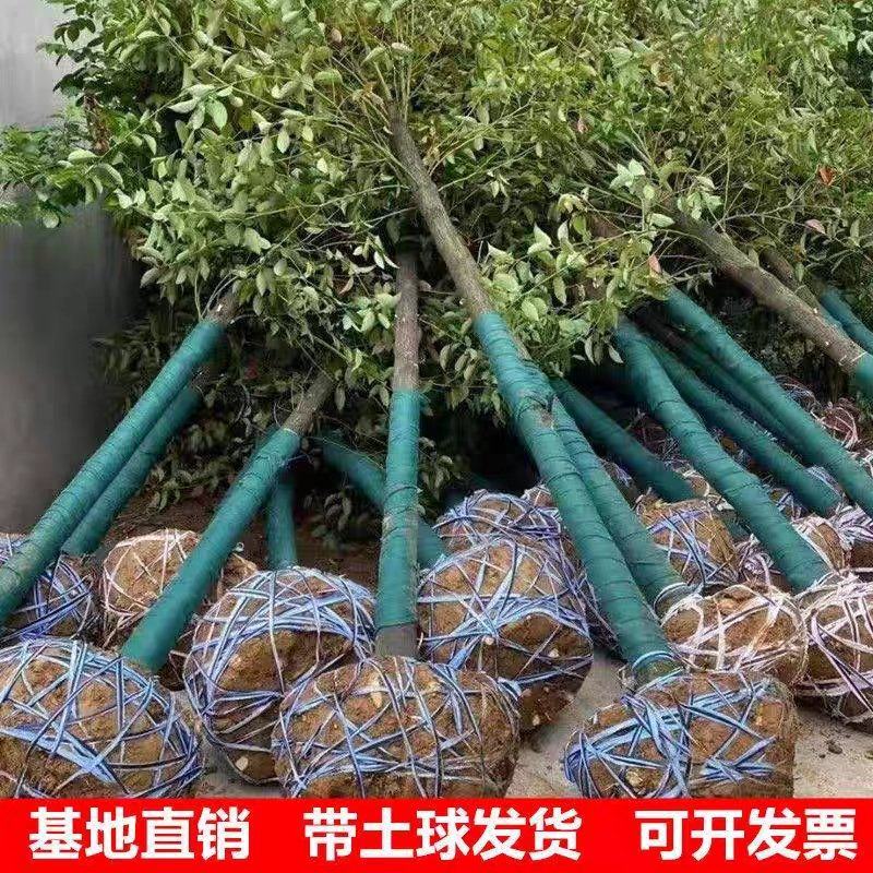 香樟树，8公分香樟树，9公分香樟树，10公分香樟自产自销
