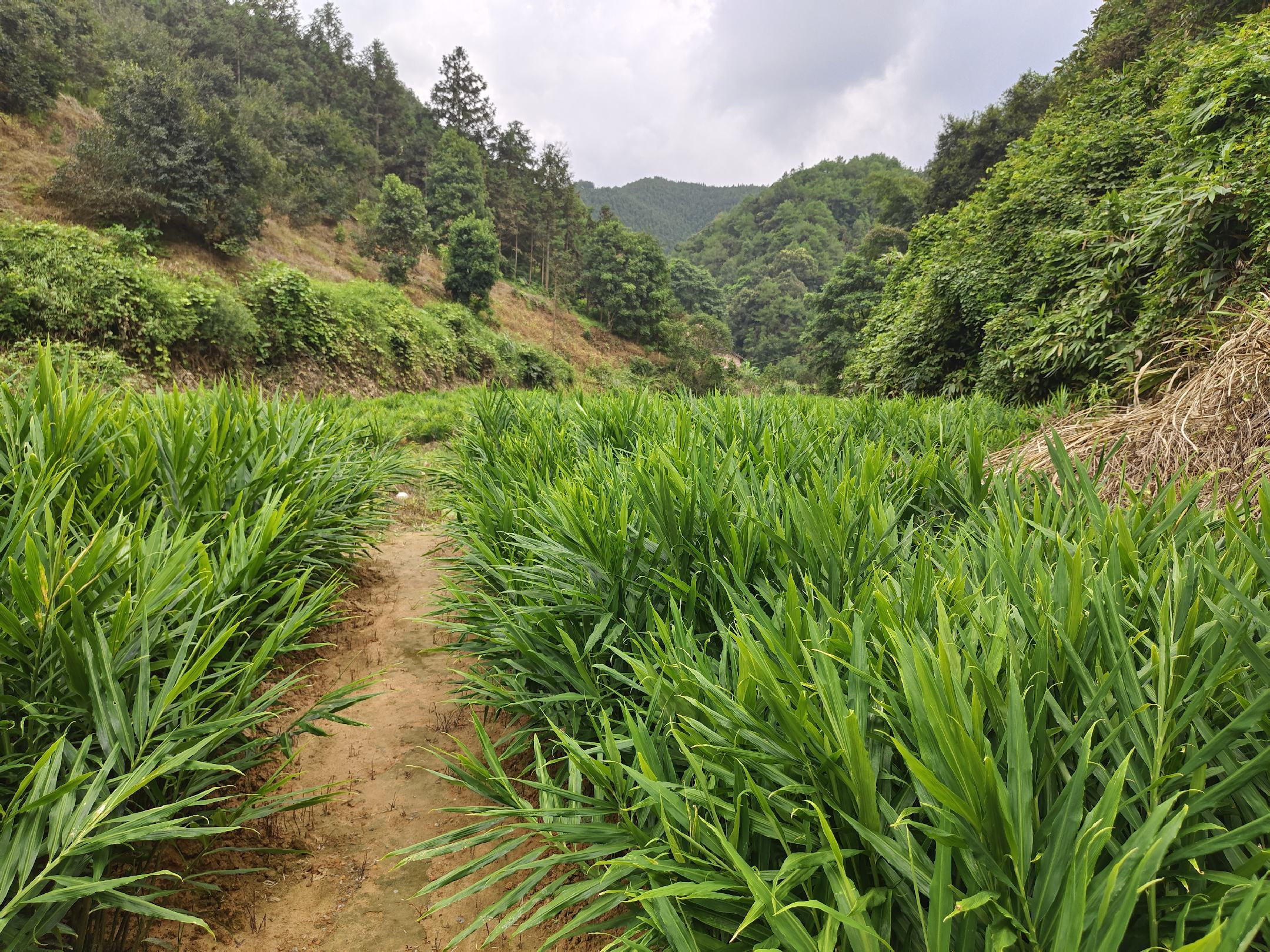 农田中正在播种姜母的场景