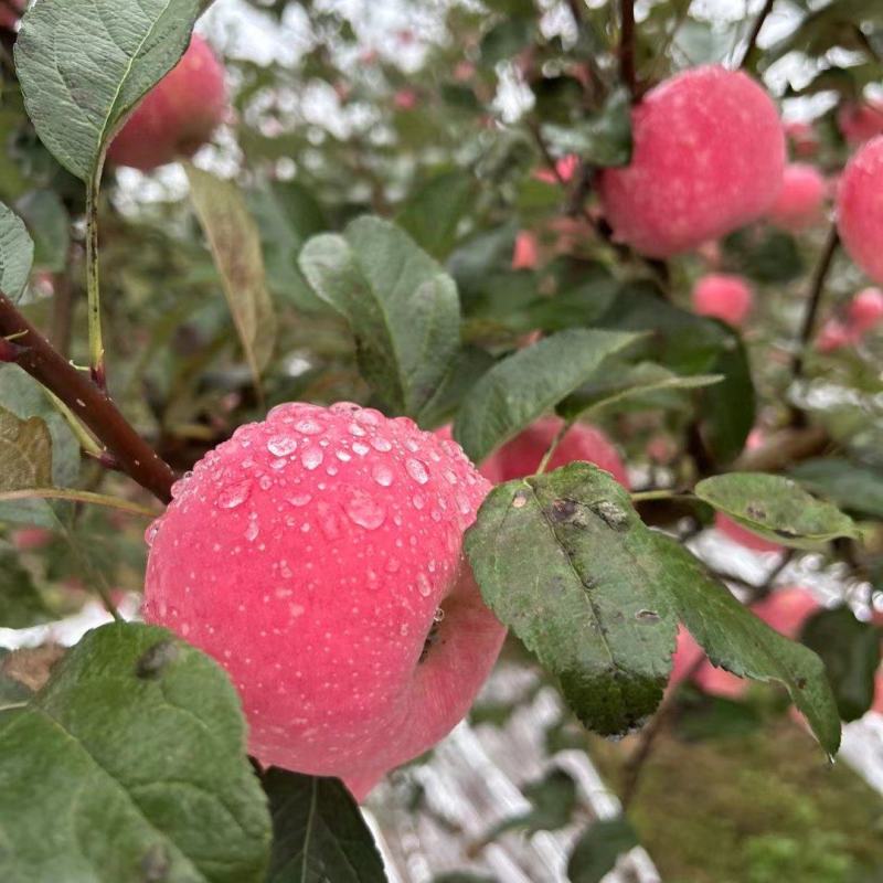 甘肃鲜果红富士苹果一件包邮量大从优